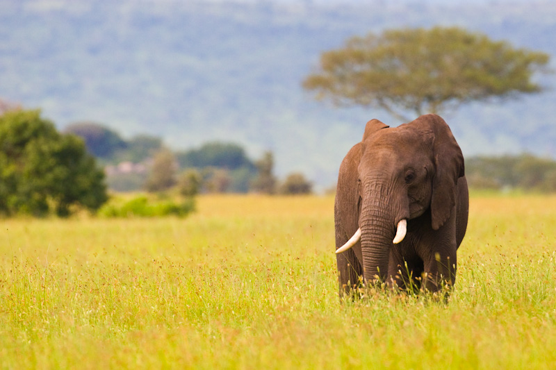 African Elephant In Grass
